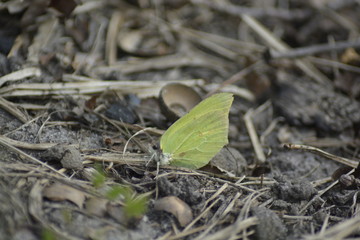 Motyl cytrynek © Magdalena