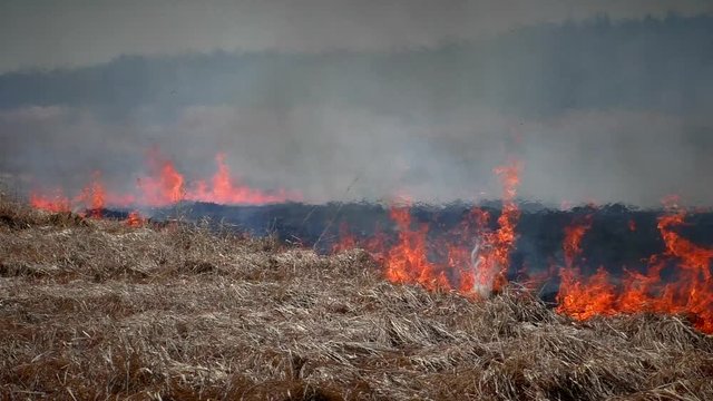 Fire in the forest nature. Flames devouring the grass and wood.  