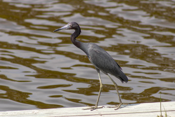 Little Blue Heron Standing on Sea Wall on Banana River in Cocoa Beach, Florida