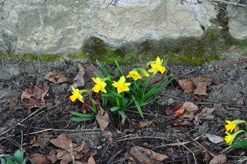 Obraz premium ラッパ水仙