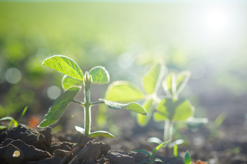 environment Earth Day Glycine max, soybean, soya bean sprout growing soybeans on an industrial scale. Products for vegetarians. Agricultural soy plantation on sunny day.