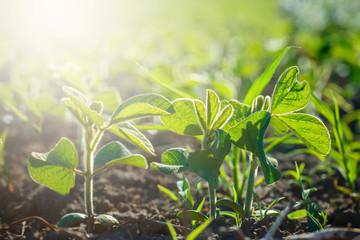Glycine max, soybean, soya bean sprout growing soybeans on an industrial scale. Products for vegetarians. Agricultural soy plantation on sunny day.