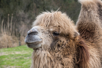 The Bactrian camel, Camelus bactrianus is a large, even-toed ungulate native to the steppes of Central Asia.