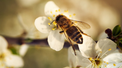 Kwitnące kwiaty wiosną zapylane przez pszczoły