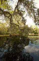 Fototapeta na wymiar A landscape of live oaks draped in Spanish moss, cypress trees and reflections in smooth water of a pond.