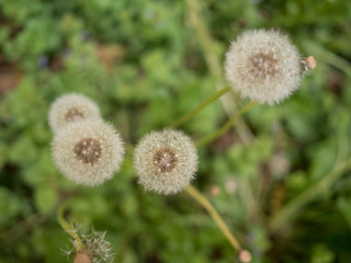 close view of dandelion heads