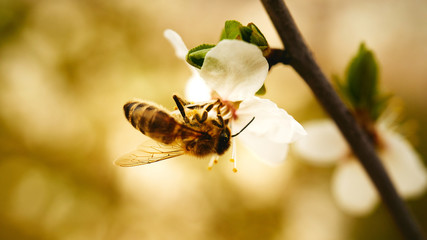Kwitnące kwiaty wiosną zapylane przez pszczoły © piotrszczepanek