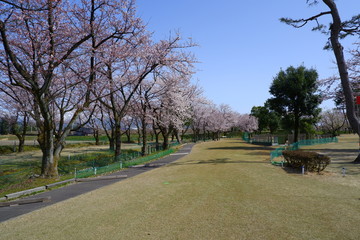 桜