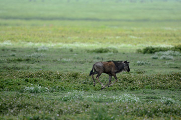 Wildebeest big migration in Ngorongoro in April