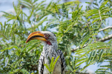 hornbill