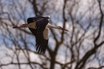 Cigogne blanche