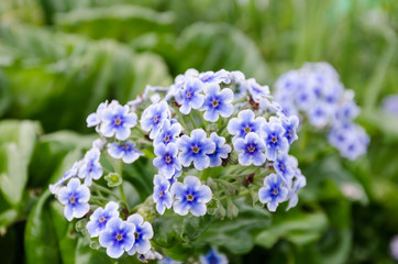The blue flowers of a Chatham Islands forget-me-not, Chatham Islands, New Zealand.