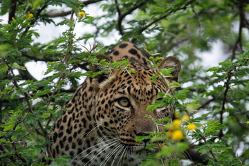 leopard in tree