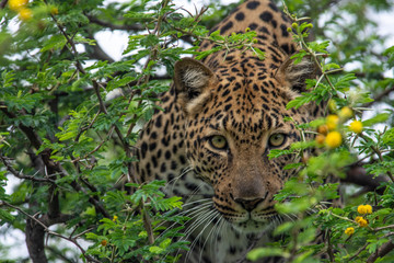 leopard in a tree © Jacques