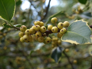 Ilex aquifolium Argentea Marginata-aout