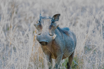 warthog portrait