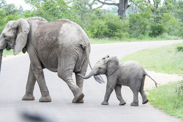 elephant with baby © Jacques