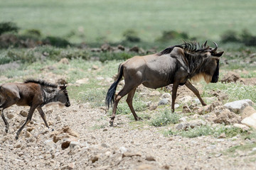 Naklejka na ściany i meble Wildebeest big migration in Ngorongoro in April