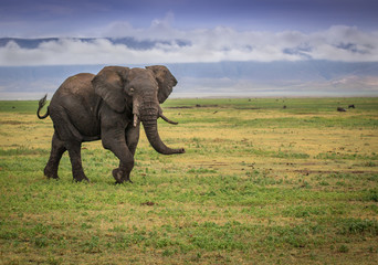 Fototapeta na wymiar elephant in tanzania