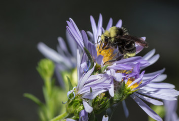 Bees