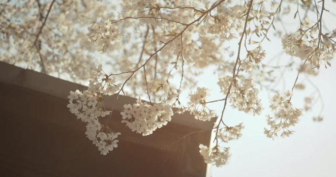 神社と桜
