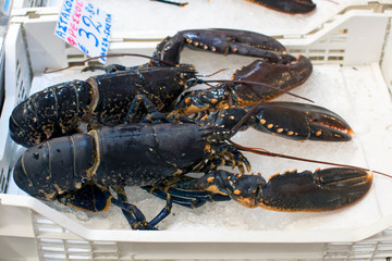 Lobster on the counter of the fish market in Athens. It is a marine crustacean, lives on rocky continental shelves in cold and warm ocean waters all over the planet.The main products of French cuisine