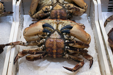 Crabs on the counter of the fish market in Athens, Greece.