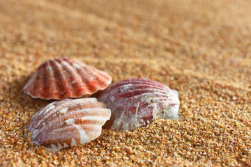 Seashell and Sand Close Up