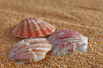 Seashell and Sand Close Up