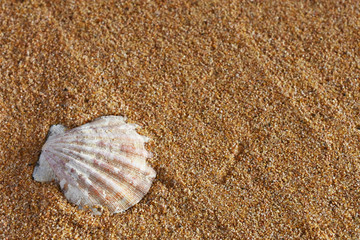 Seashell and Sand Close Up