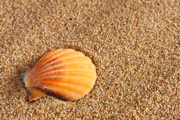 Seashell and Sand Close Up