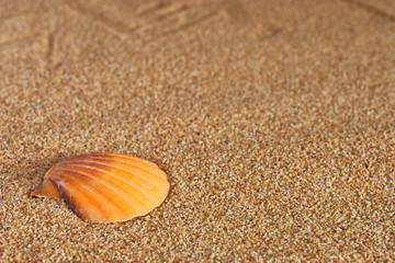 Fototapeta na wymiar Seashell and Sand Close Up