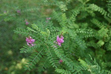 Onobrychis viciifolia