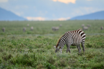 Fototapeta na wymiar Big migratio nin Ngorongoro in Tanzania