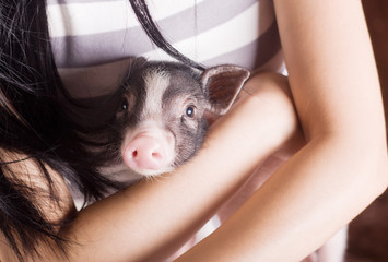 Mini pet pig