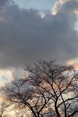 Fototapeta na wymiar 桜の木　夕暮れ
