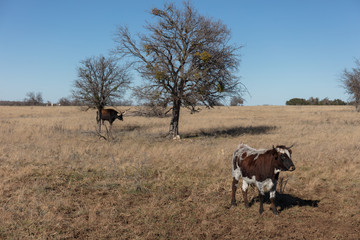 cows in Texas