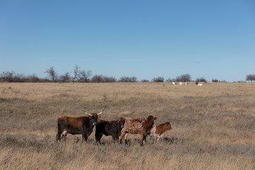 cows in Texas