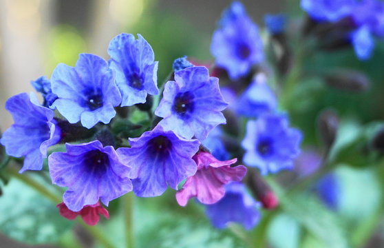 Beautiful pulmonaria flowers on green leaves background close up.