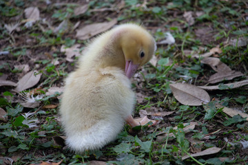 Naturaleza, animales