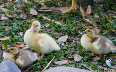 Naturaleza, animales