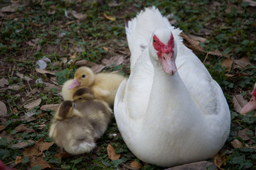 Naturaleza, animales
