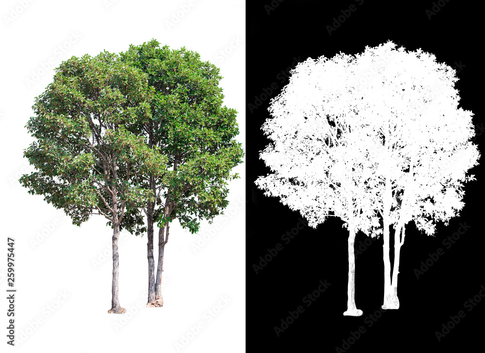 Leinwandbilder single tree on transparent picture background with clipping path, single tree with clipping path and alpha channel on black background