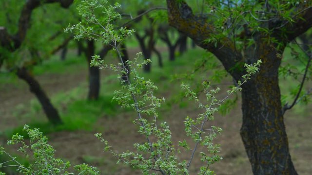 Almond tree in Ager, Sierra del Montsec, Lleida, Catalonia, Spain, Europe