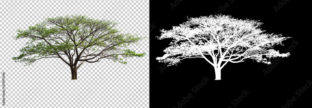 Leinwandbilder single tree on transparent picture background with clipping path, single tree with clipping path and alpha channel on black background