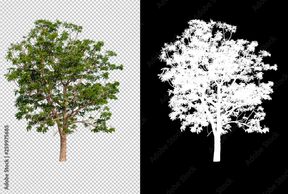 Aufkleber single tree on transparent picture background with clipping path, single tree with clipping path and alpha channel on black background