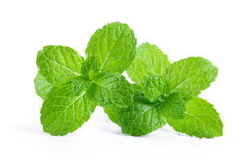 Fresh mint leaf close up on white background . full depth of field