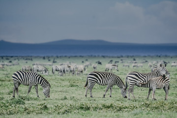 Big migratio nin Ngorongoro in Tanzania