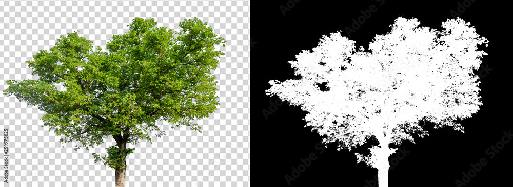 Aufkleber single tree on transparent picture background with clipping path, single tree with clipping path and alpha channel on black background