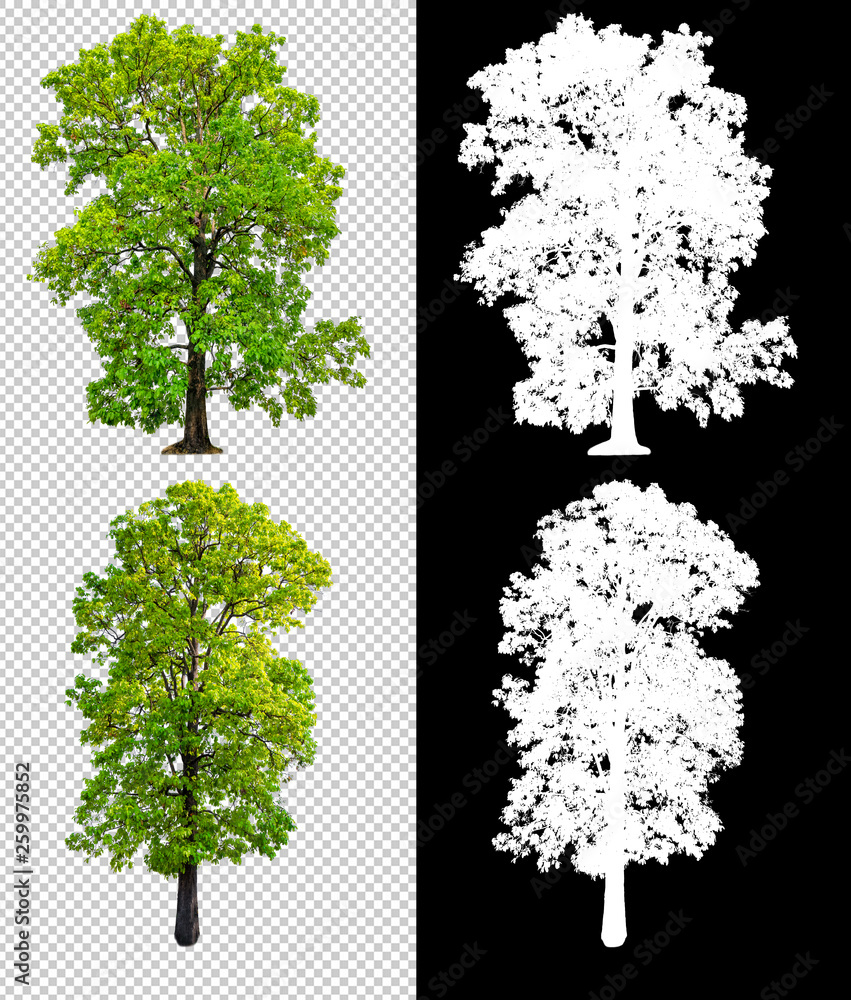 Leinwandbilder single tree on transparent picture background with clipping path, single tree with clipping path and alpha channel on black background